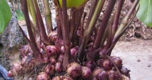 Dong riềng đỏ có chữa được bệnh mạch vành thể nhẹ?