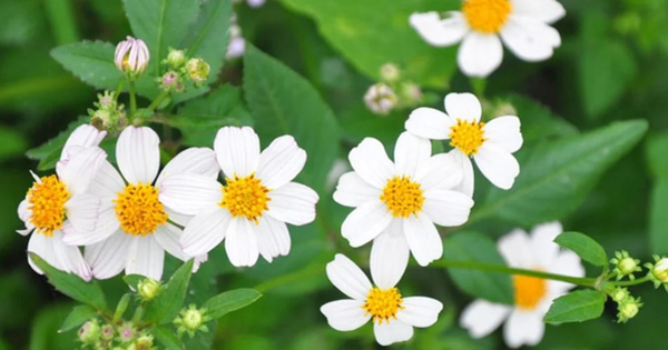 Tác dụng bất ngờ của loài hoa mọc dại ven đường