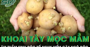 Khoai tây mọc mầm âm thầm sinh độc tố nguy hiểm có thể gây ngộ độc nặng