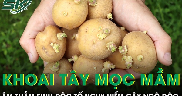 Khoai tây mọc mầm âm thầm sinh độc tố nguy hiểm có thể gây ngộ độc nặng