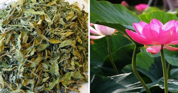 Lá sen, vị thuốc quý trong mùa hè