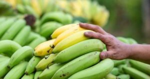 Chuối chín hay chuối xanh tốt hơn cho giảm mỡ?
