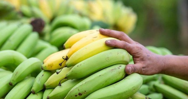 Chuối chín hay chuối xanh tốt hơn cho giảm mỡ?