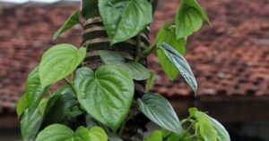 10 loại lá thảo dược hỗ trợ giảm cholesterol máu và bảo vệ động mạch