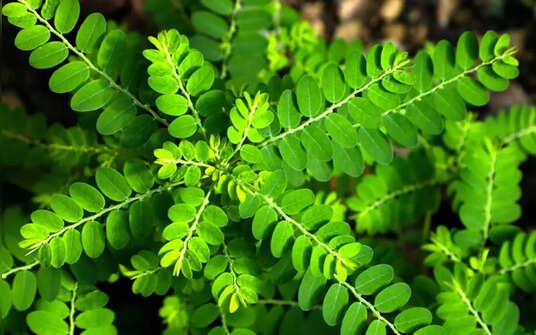 Đột ngột đau quặn, đau nhói lưng... coi chừng sỏi thận- Ảnh 2.