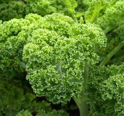 Top 5 loại rau xanh giàu canxi hơn sữa: Giải pháp tự nhiên cho xương chắc khỏe- Ảnh 1.