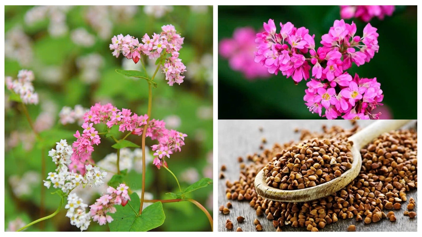 Bí mật sức khỏe trong một tách trà- Ảnh 1. Bí mật sức khỏe trong một tách trà- Ảnh 1.