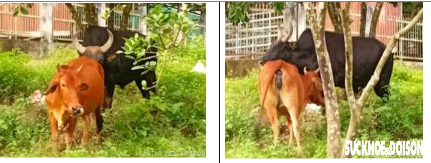 Đàn động vật quý hiếm ở Khánh Hòa thích nghi tốt, mở hướng bảo tồn nguồn gen quý- Ảnh 4. Đàn động vật quý hiếm ở Khánh Hòa thích nghi tốt, mở hướng bảo tồn nguồn gen quý- Ảnh 4.
