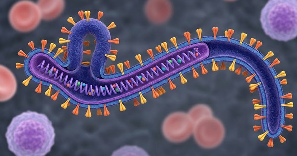 Ebola – tình trạng khẩn cấp mà WHO vừa công bố có lây qua quan hệ tình dục không?