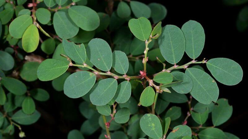 4 bài thuốc chữa bệnh từ lá cây phèn đen- Ảnh 1. cay-phen-den-3
