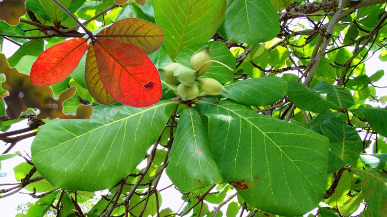 Lá bàng có tác dụng gì?- Ảnh 1. Lá bàng có tác dụng gì?- Ảnh 1.
