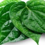 11 công dụng của lá trầu không với sức khỏe
