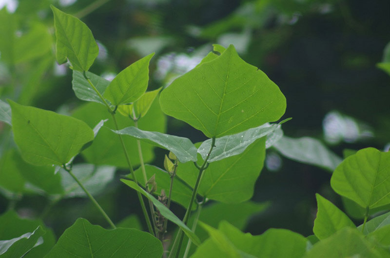 Bài thuốc chữa bệnh từ lá vông nem- Ảnh 1. Bài thuốc chữa bệnh từ lá vông nem- Ảnh 1.