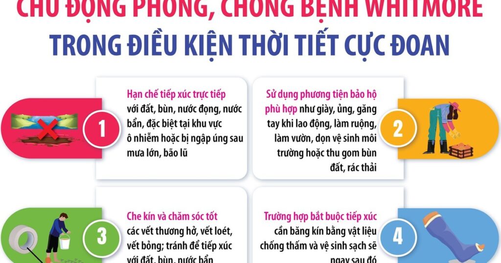 Chủ động phòng, chống bệnh Whitmore trong điều kiện thời tiết cực đoan