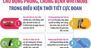 Chủ động phòng, chống bệnh Whitmore trong điều kiện thời tiết cực đoan