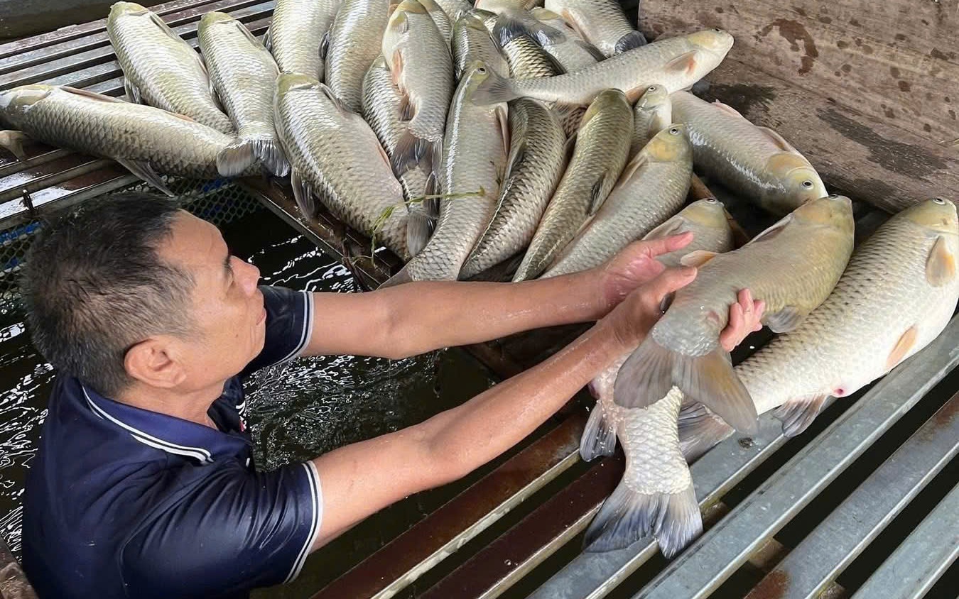 Cá chết hàng loạt trên sông Lam không phải dịch bệnh thông thường