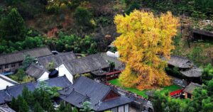 Từ y văn cổ đến nghiên cứu hiện đại: Vì sao Bạch quả được tin dùng trong hỗ trợ sức khỏe não bộ?