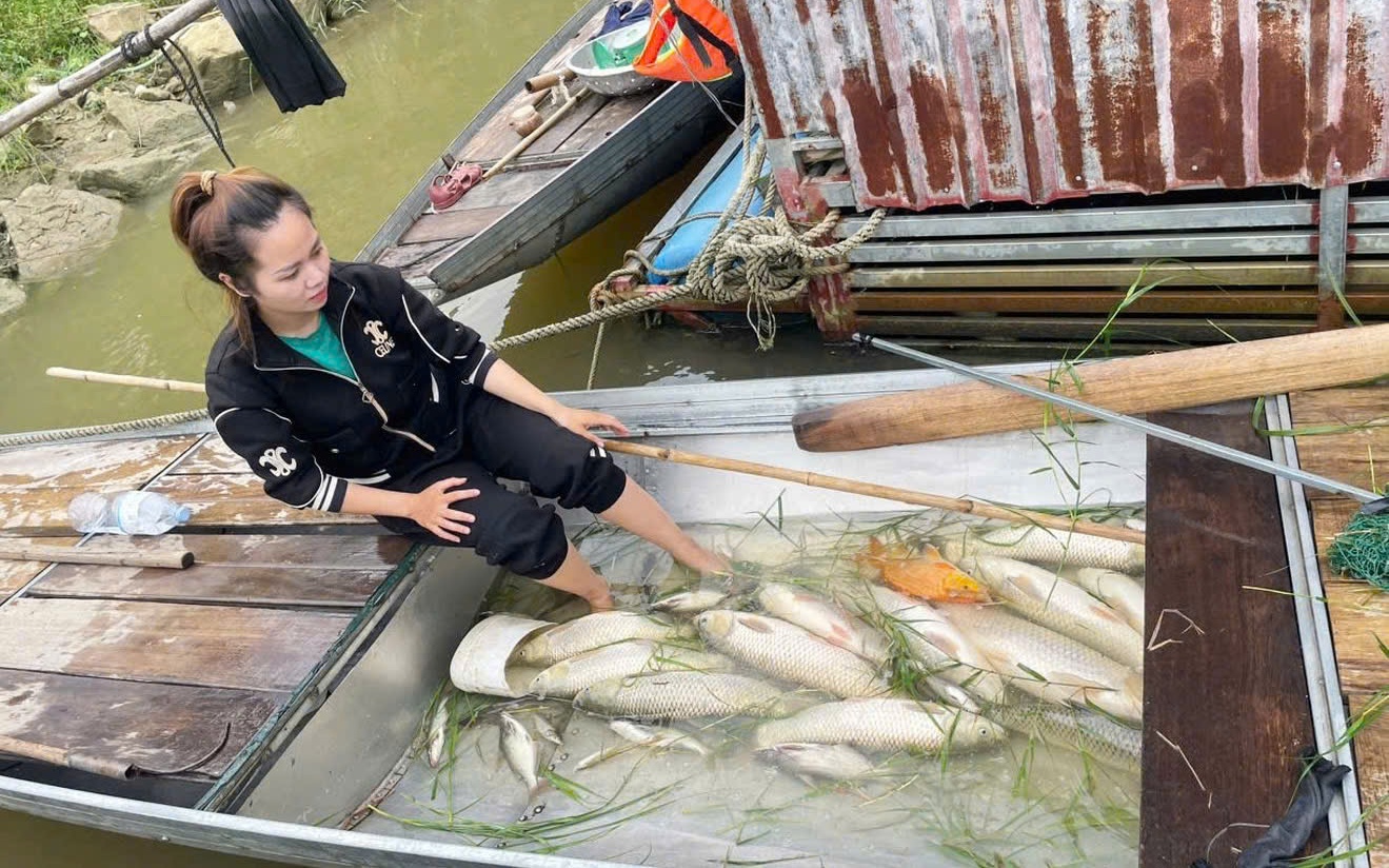 Cá trên sông Lam tiếp tục chết, lan hàng chục kilomet xuống hạ lưu, người dân lo lắng- Ảnh 4.