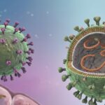Bộ Y tế khuyến cáo phòng bệnh sau chùm ca nhiễm virus Hanta trên tàu du lịch quốc tế