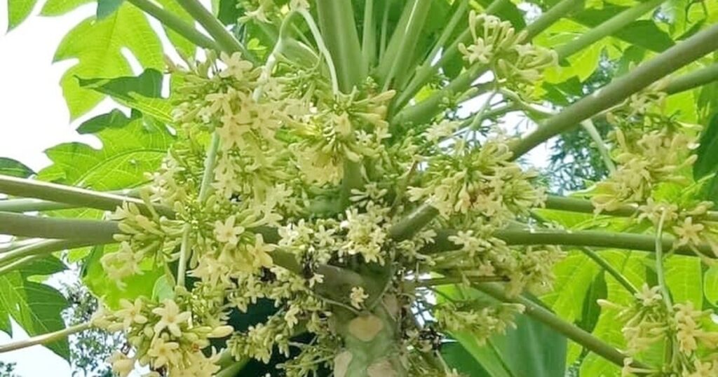 Hoa đu đủ đực có tác dụng gì?