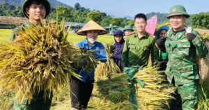 Công an, bộ đội dầm mưa giúp dân cứu lúa sau dông lốc ở Nghệ An