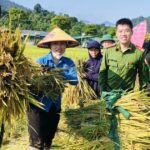 Công an, bộ đội dầm mưa giúp dân cứu lúa sau dông lốc ở Nghệ An