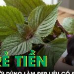 Loại lá rẻ tiền nhiều người dùng để làm đẹp, bác sĩ da liễu nói gì?