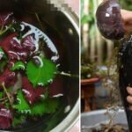 Dùng nước tía tô gội đầu mọc tóc con hiệu quả như thế nào?