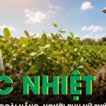 Nhổ lạc giữa trời nắng, người phụ nữ suýt mất mạng vì sốc nhiệt