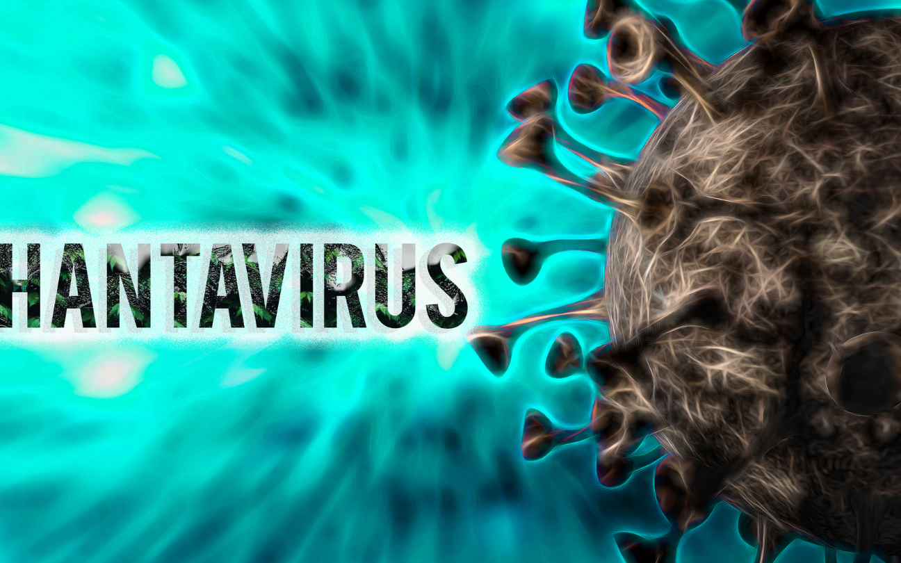 Bộ Y tế lên tiếng về virus Hanta sau chùm ca tử vong trên tàu du lịch nước ngoài