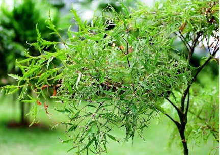Uống nước lá đinh lăng, lạc tiên có tác dụng gì? - Ảnh 1.