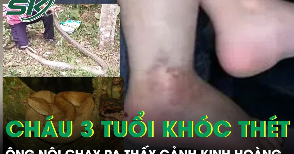 Nghe cháu trai 3 tuổi khóc thét, ông nội chạy ra phát hiện cảnh kinh hoàng bên vườn rau