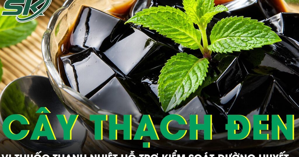 Loại cây làm thạch đen quen thuộc hóa ra là vị thuốc thanh nhiệt hỗ trợ kiểm soát đường huyết