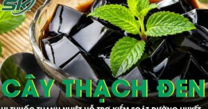 Loại cây làm thạch đen quen thuộc hóa ra là vị thuốc thanh nhiệt hỗ trợ kiểm soát đường huyết