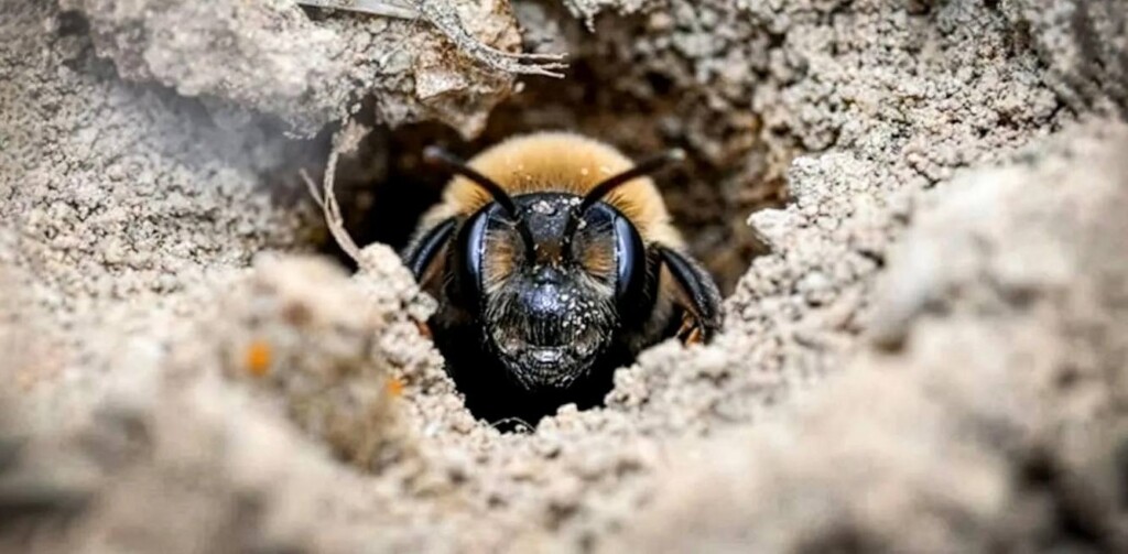 andrena-regularis-bee-nesting-near-the-east-lawn-cemetery-entrance-credit-bryan-danforth-e1780035138608-1024x503-1780387932536632205340 Bí mật 'sốc' dưới lòng nghĩa trang ở New York được vén màn sau hơn 1 thế kỷ- Ảnh 2.
