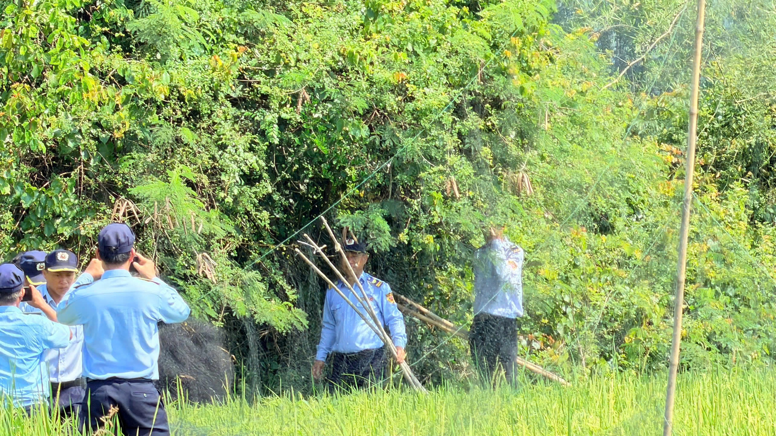Loài chim tạo nên đặc sản nổi tiếng bị giăng nhiều 'lưới tàng hình' săn bắt- Ảnh 2.