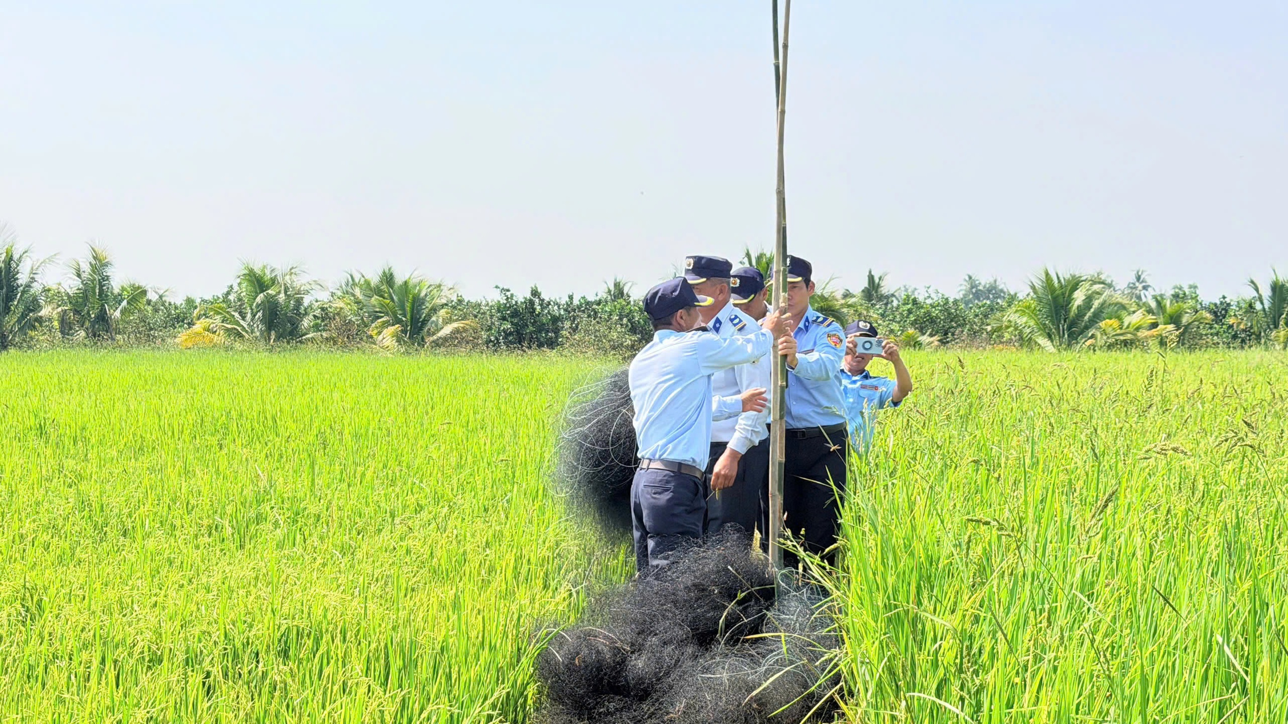 Loài chim tạo nên đặc sản nổi tiếng bị giăng nhiều 'lưới tàng hình' săn bắt- Ảnh 3.