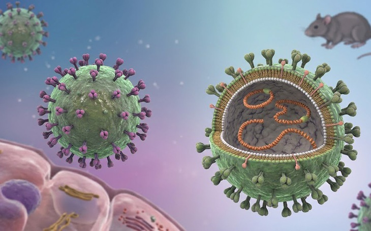 Bộ Y tế khuyến cáo phòng bệnh sau chùm ca nhiễm virus Hanta trên tàu du lịch quốc tế