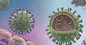 Bộ Y tế khuyến cáo phòng bệnh sau chùm ca nhiễm virus Hanta trên tàu du lịch quốc tế