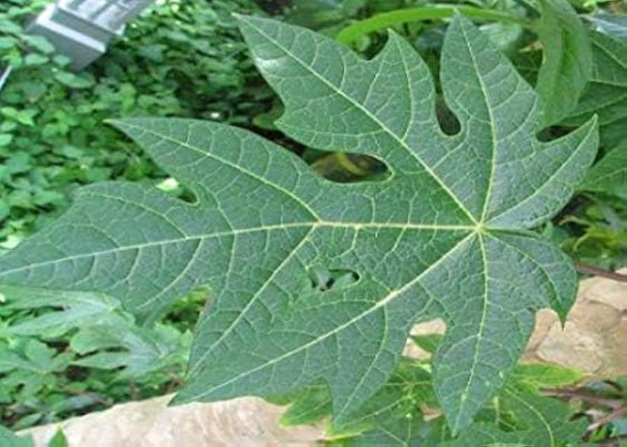 6 tác dụng đặc biệt của lá đu đủ - Ảnh 1.