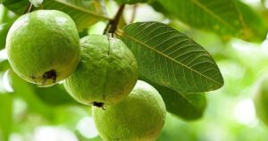 Ăn 1 quả ổi vào buổi sáng có tác dụng gì? 5 lý do bạn nên thử ngay