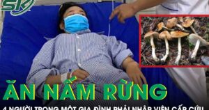 Ăn nấm rừng, 4 người trong một gia đình phải nhập viện cấp cứu