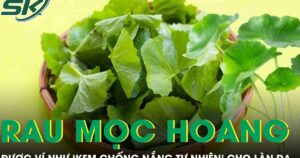 Loại rau mọc hoang đầy đường được ví như ‘kem chống nắng tự nhiên’ cho làn da