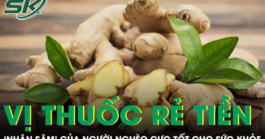 Vị thuốc rẻ tiền được ví như ‘nhân sâm’ của người nghèo cực tốt cho sức khỏe