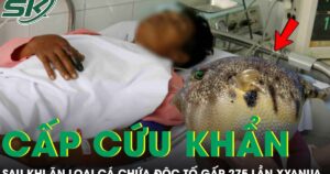 Người đàn ông 33 tuổi phải cấp cứu sau khi ăn loại cá chứa độc tố đáng sợ gấp 275 lần xyanua
