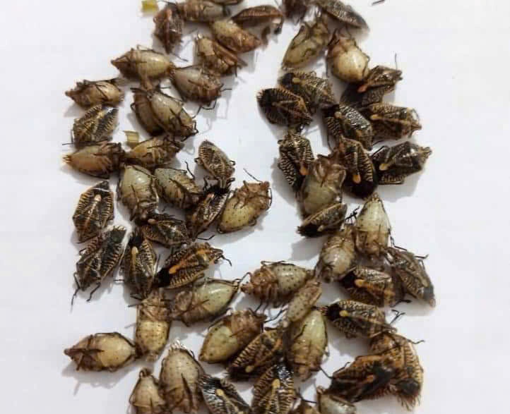 Diễn biến mới nhất về sức khỏe bệnh nhân nghi ngộ độc bọ xít ở Thanh Hóa- Ảnh 3.