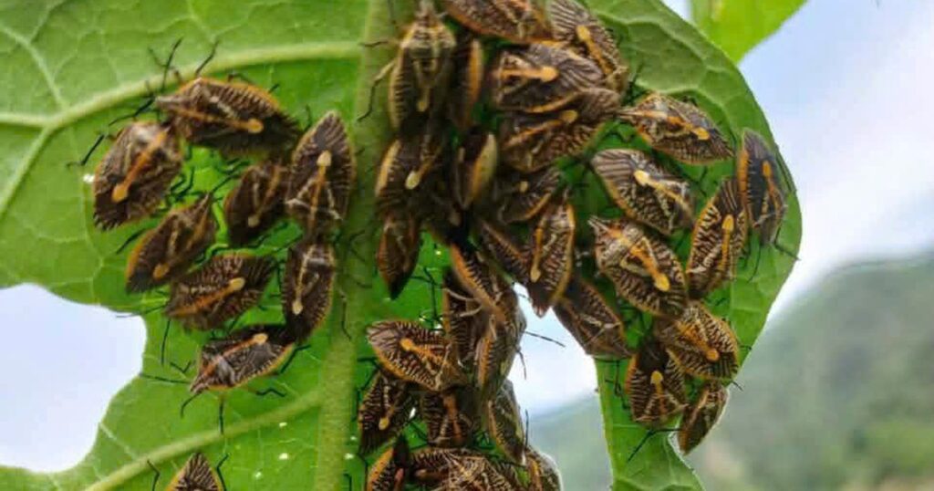 Ăn bọ xít bắt ven sông, 6 người ở Thanh Hóa nhập viện