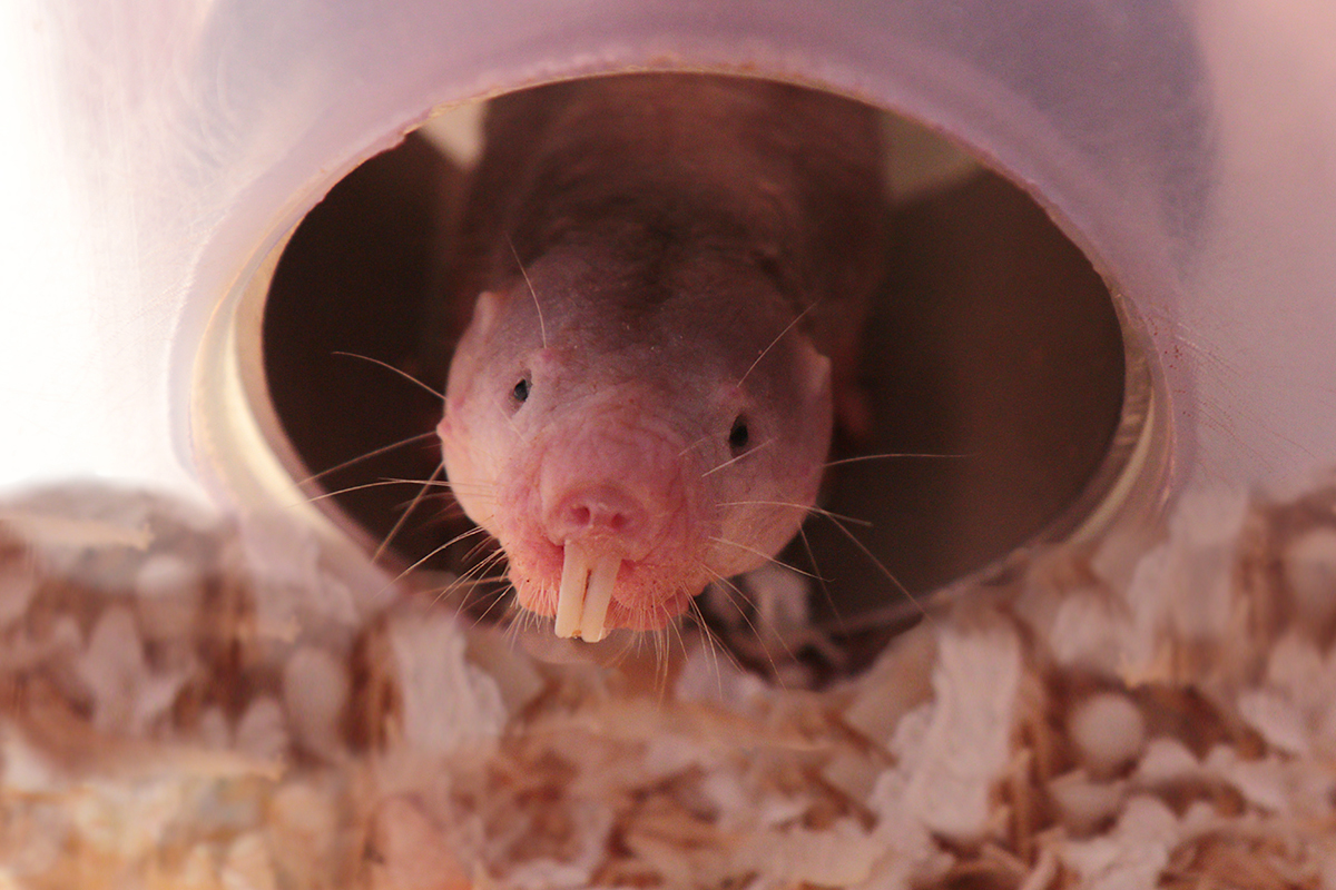 mole-rat-17810337186731624829310 Gần như miễn nhiễm với ung thư, sống dai gấp 10 lần đồng loại: Bí mật gây sốc của loài chuột trụi lông- Ảnh 3.