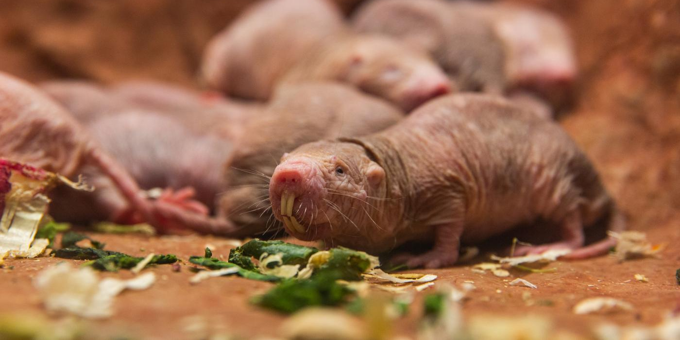 naked-mole-rat-exhibit-opening-1781033951612606096451 Gần như miễn nhiễm với ung thư, sống dai gấp 10 lần đồng loại: Bí mật gây sốc của loài chuột trụi lông- Ảnh 1.