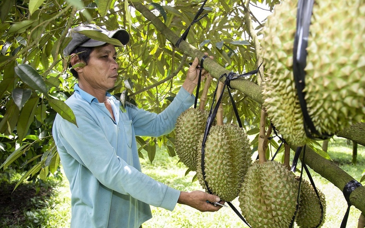 Lâm Đồng báo động tình trạng mua bán, cho mượn mã số vùng trồng để xuất khẩu sầu riêng - Ảnh 2.